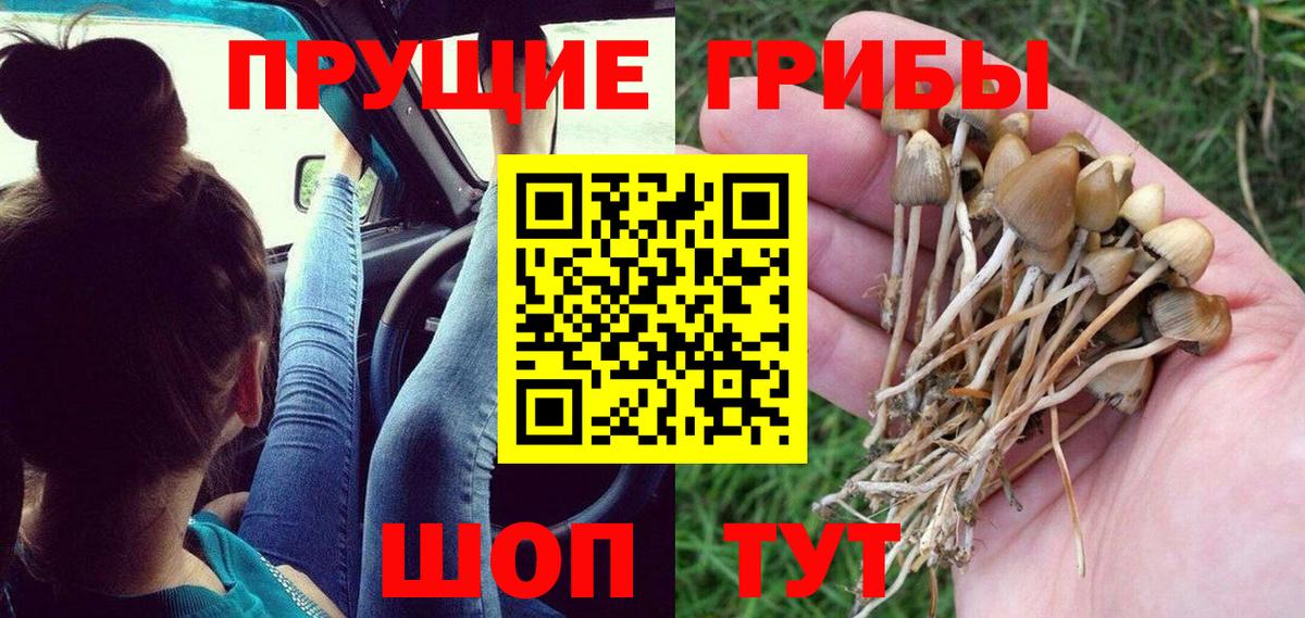 Кисловодск  Галлюциногенные грибы MAGIC MUSHROOMS  Вход с VPN  Галлюциногенные грибы Psilocybine cubensis 